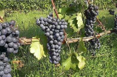 Uva Agiorgitiko