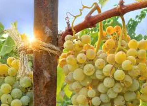 Uva Assyrtiko