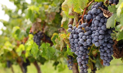 Uva Syrah