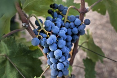 Uva Xinomavro