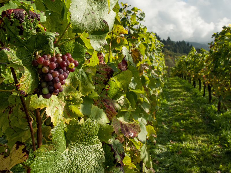 Videiras com uvas em crescimento