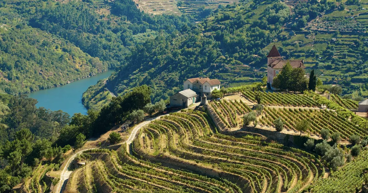 Vinhas em terraços com rio ao fundo